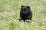 SCHIPPERKE 585